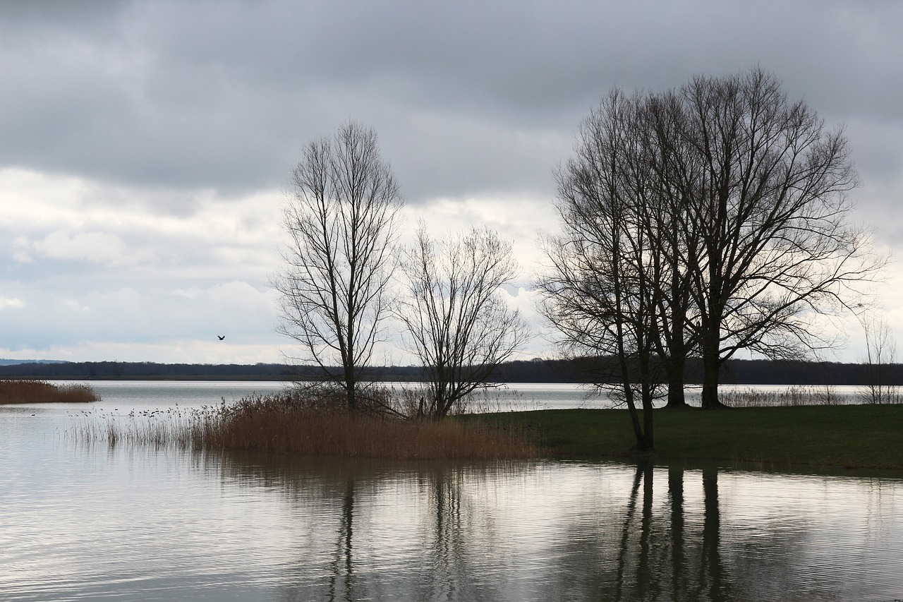 lake tree evening free photo