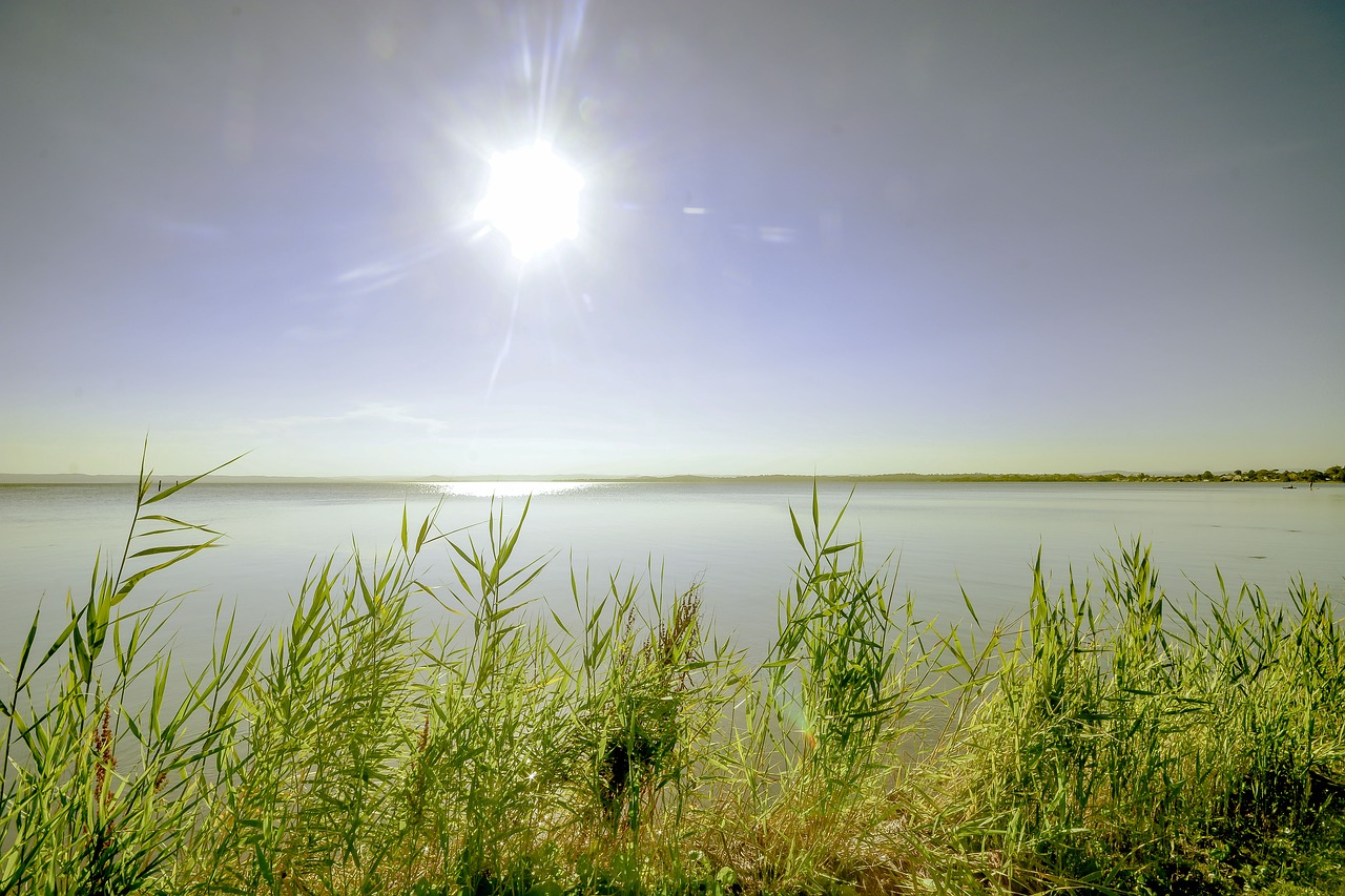 lake sunset reeds free photo