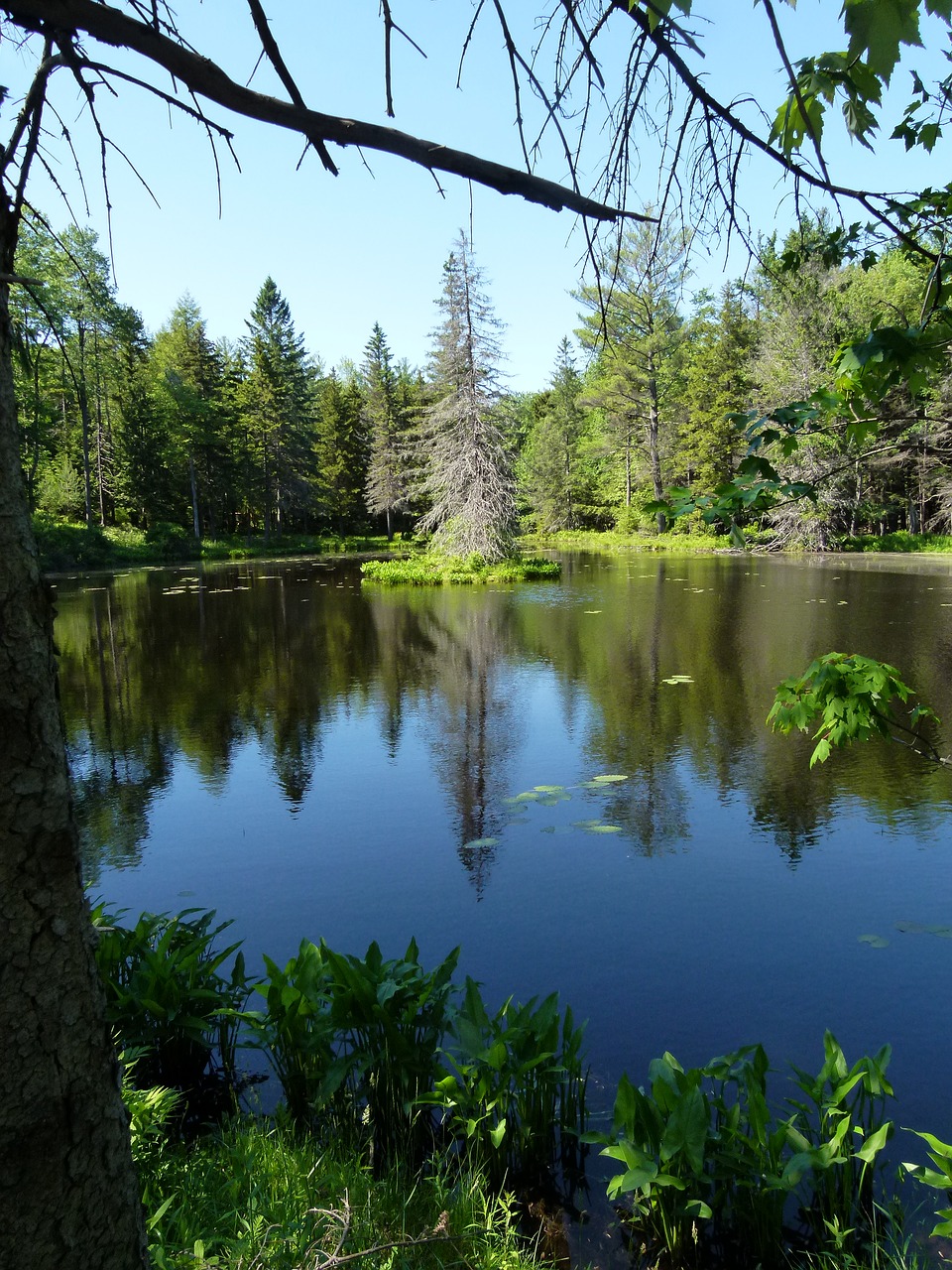 lake trees reflection free photo