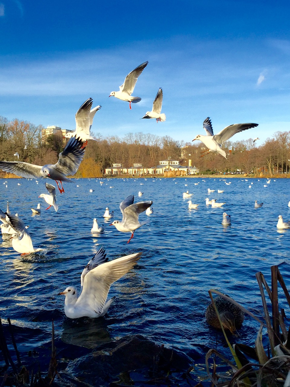 lake hamburg boat free photo