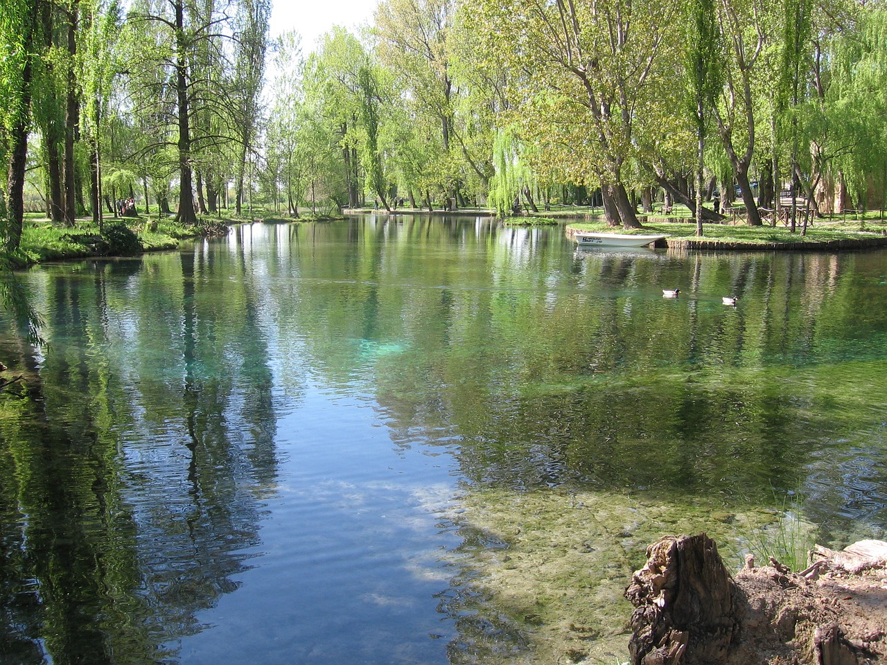 lake pond willows free photo