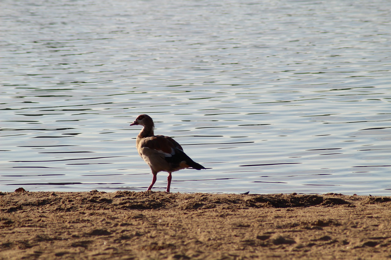 lake bird bank free photo