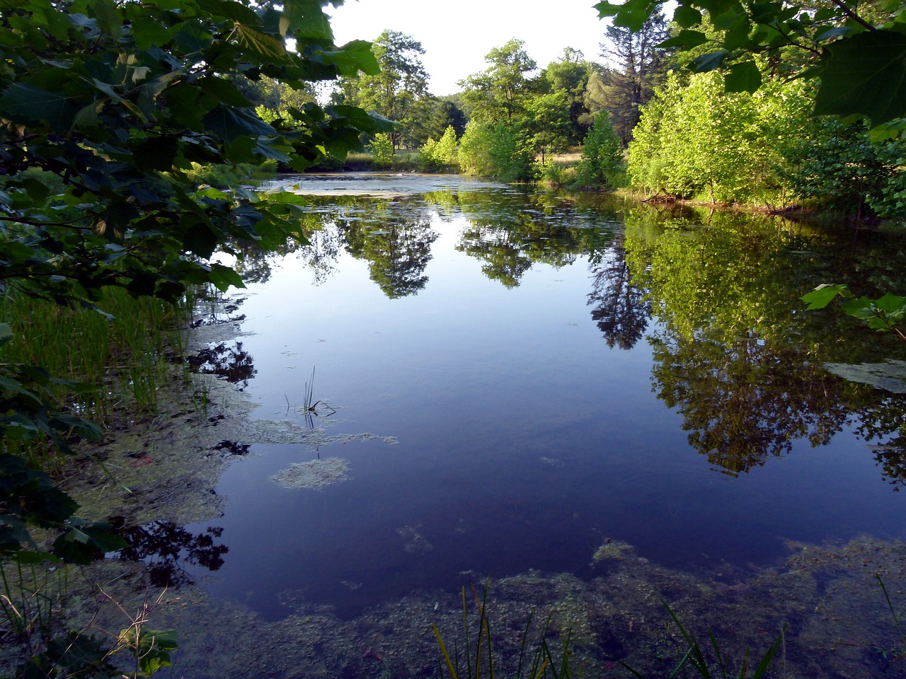 lake reflection trees free photo