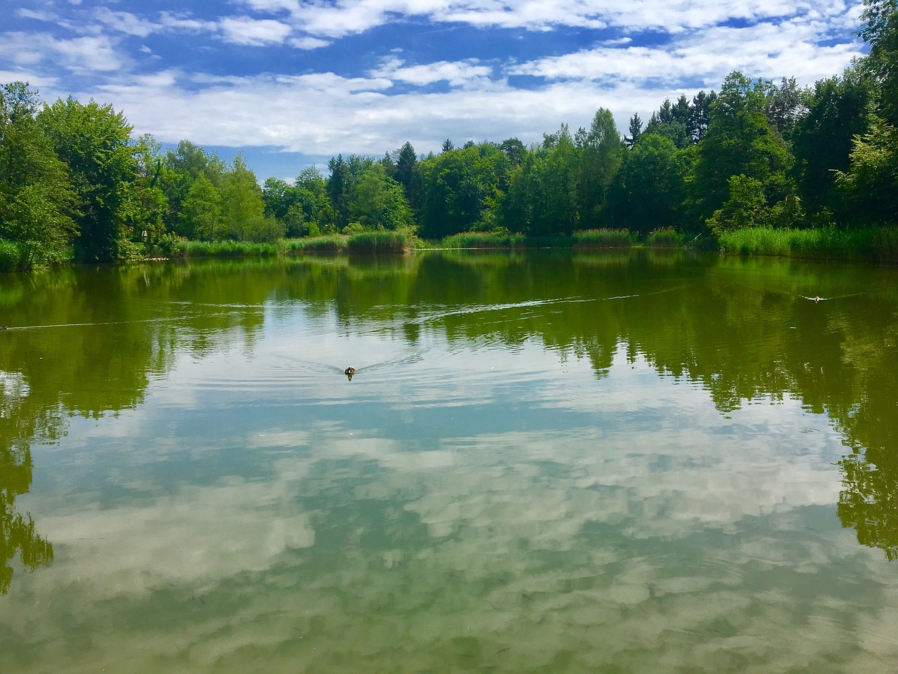 lake switzerland summer free photo