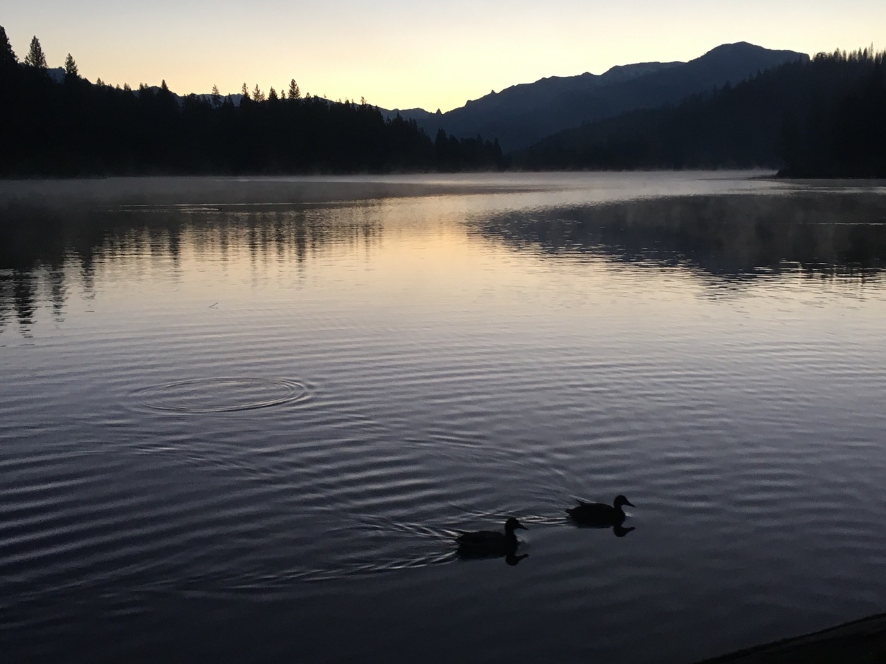 lake hume sequoia free photo