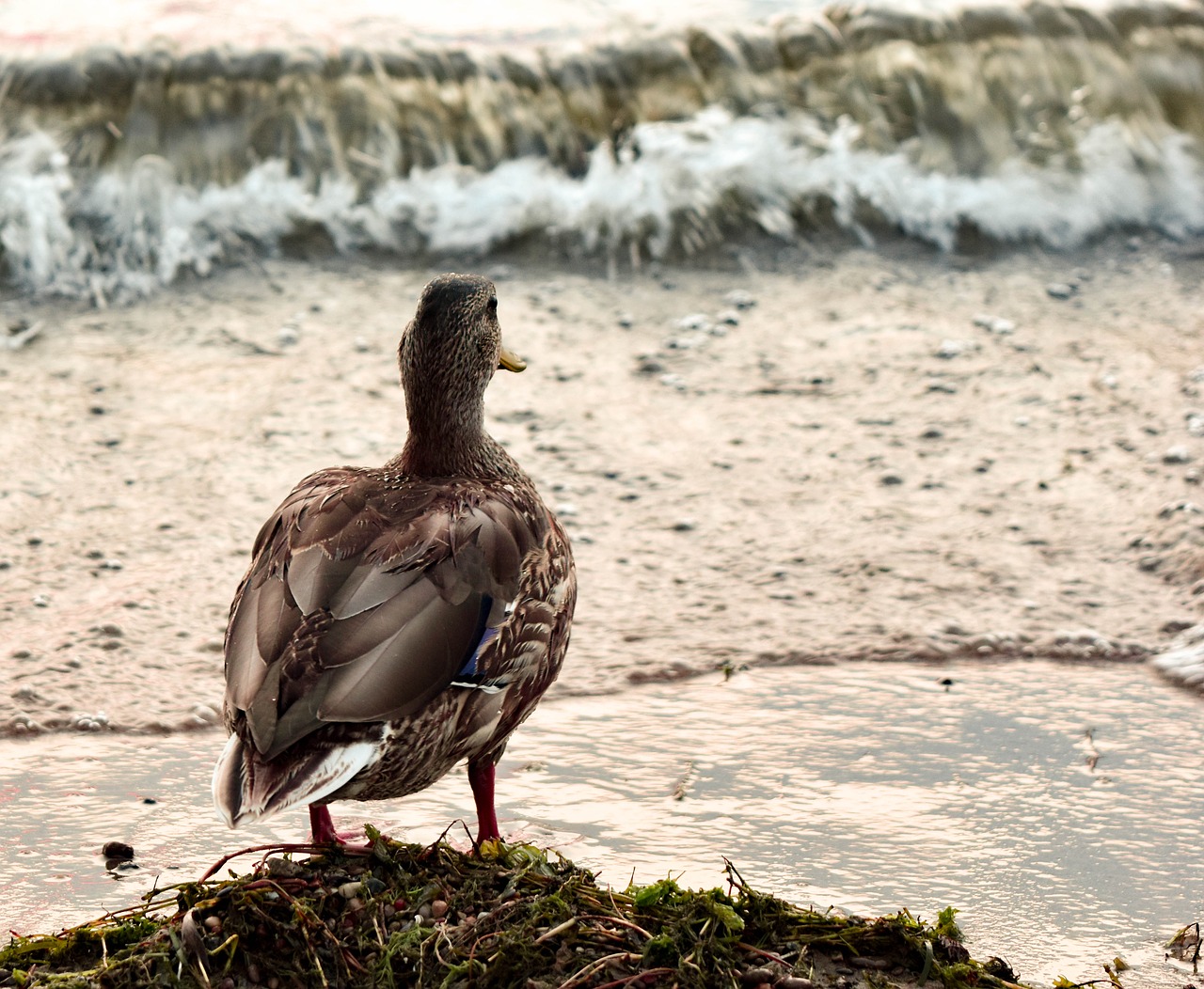 lake shoreline ducks free photo