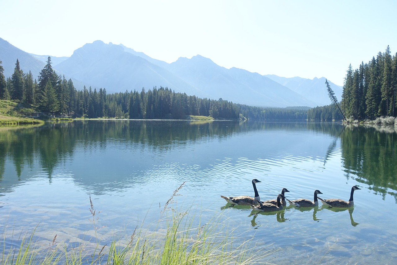 lake canada alberta free photo