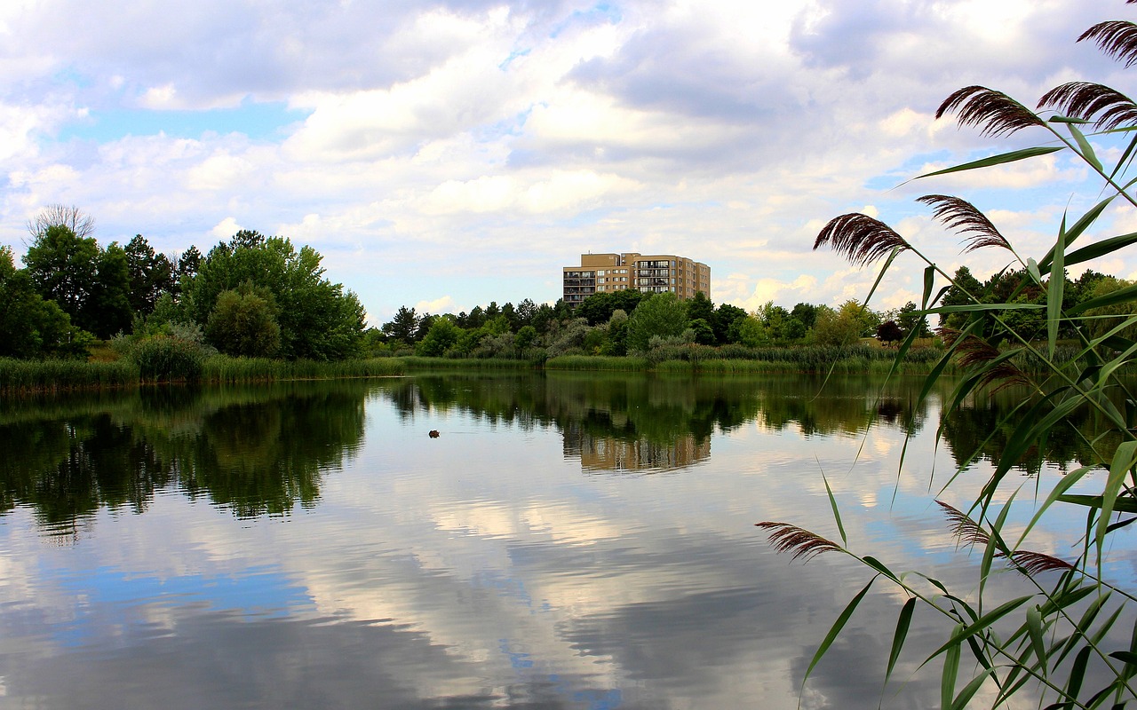 lake tree water free photo