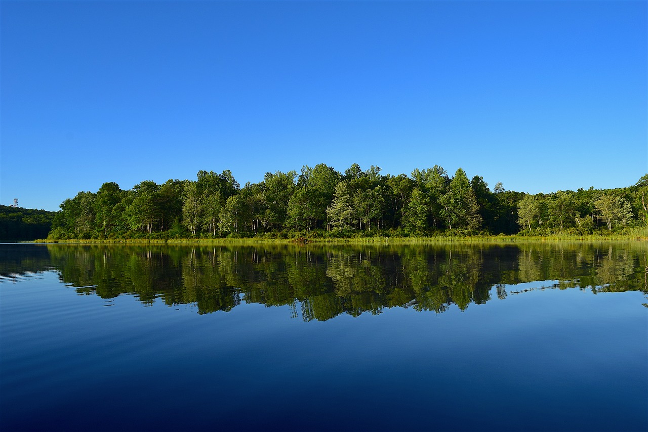 lake forest trees free photo