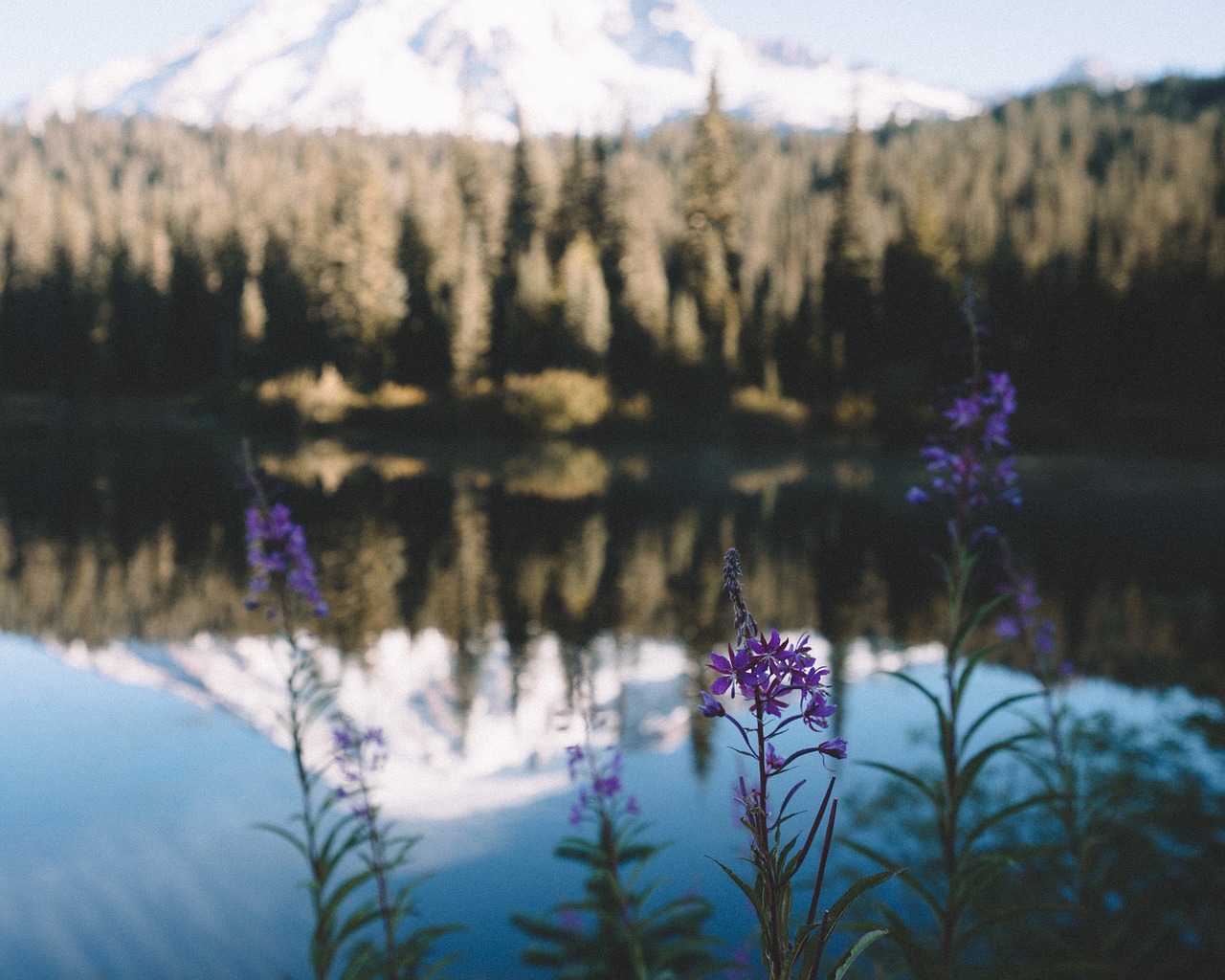 lake water flowers free photo