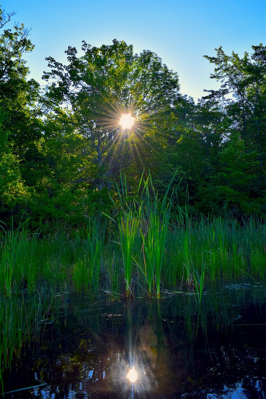 lake sun reeds free photo