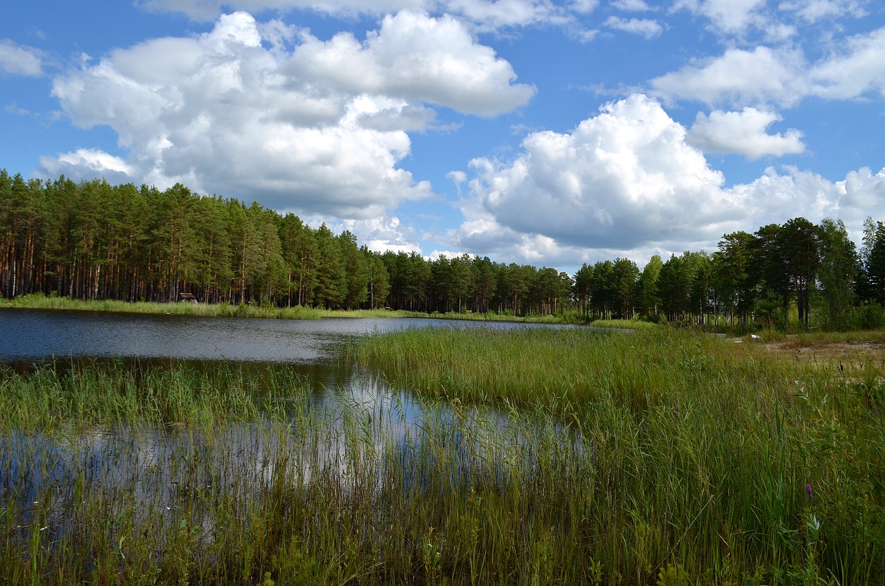 lake forest pine free photo