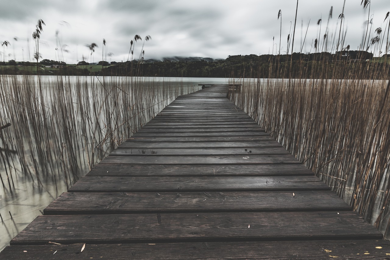 lake water trees free photo