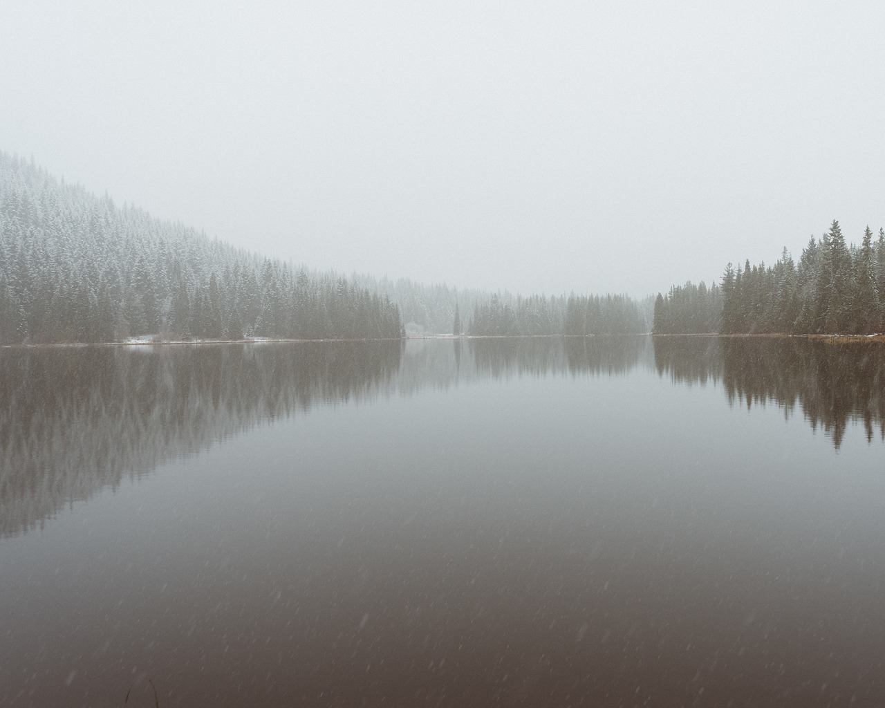 lake water tree free photo