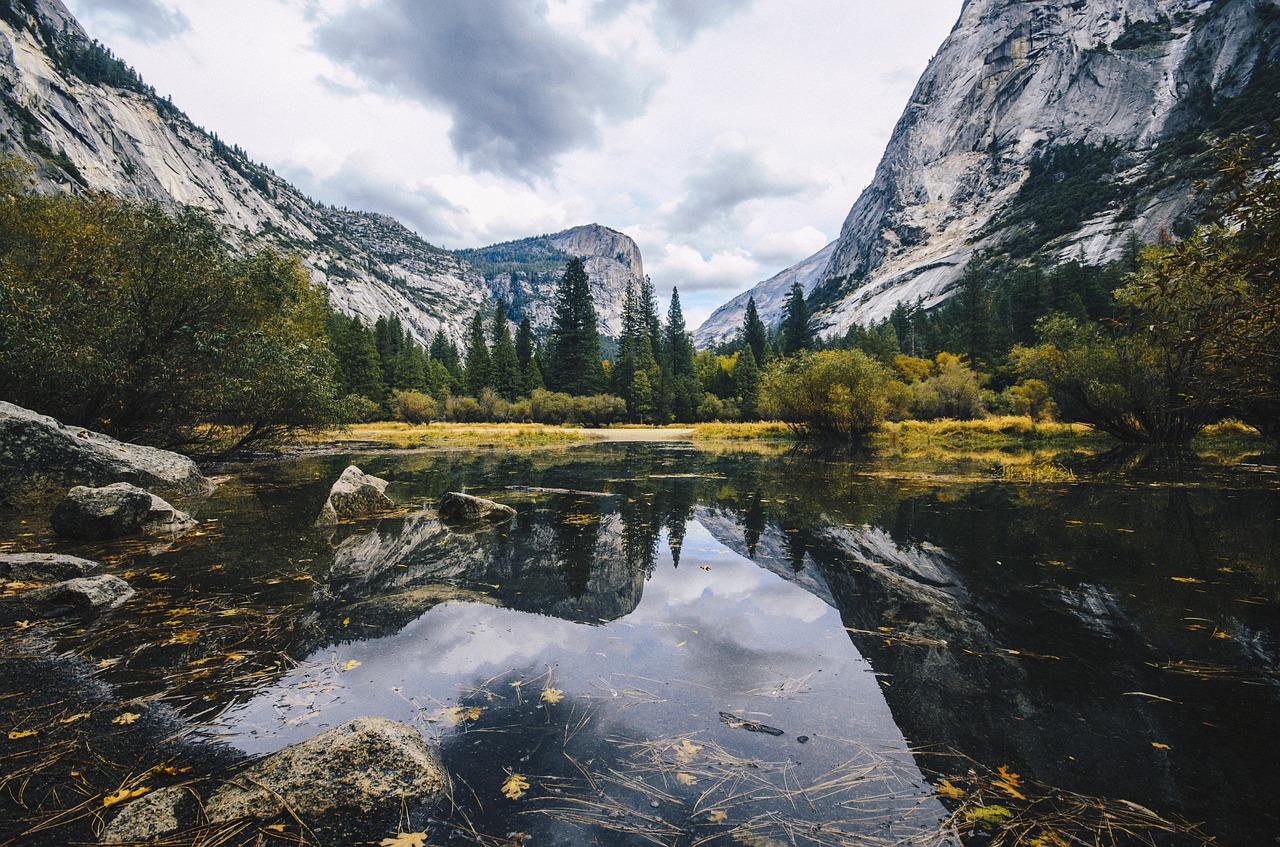 lake water leaf free photo