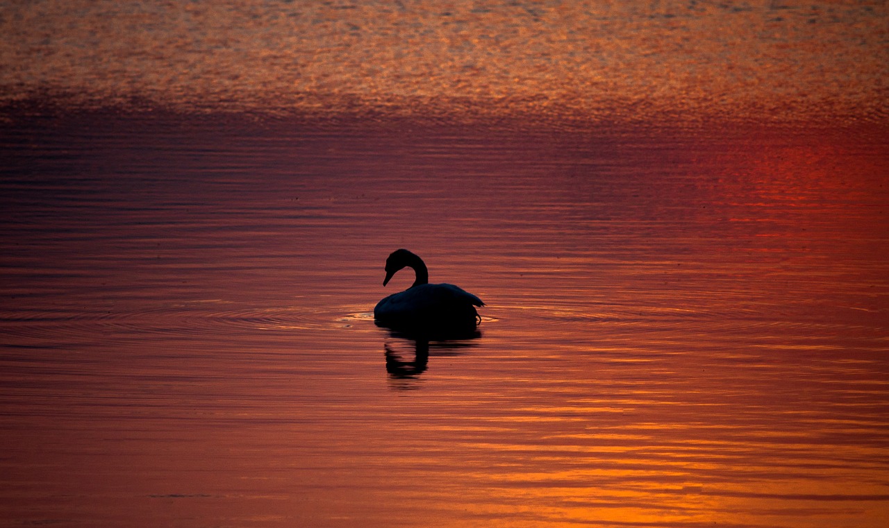 lake water bird free photo