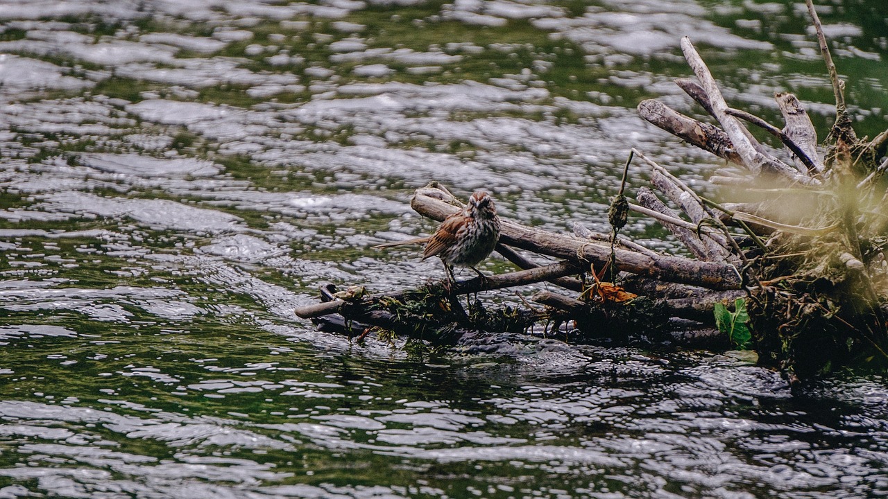 lake water current free photo