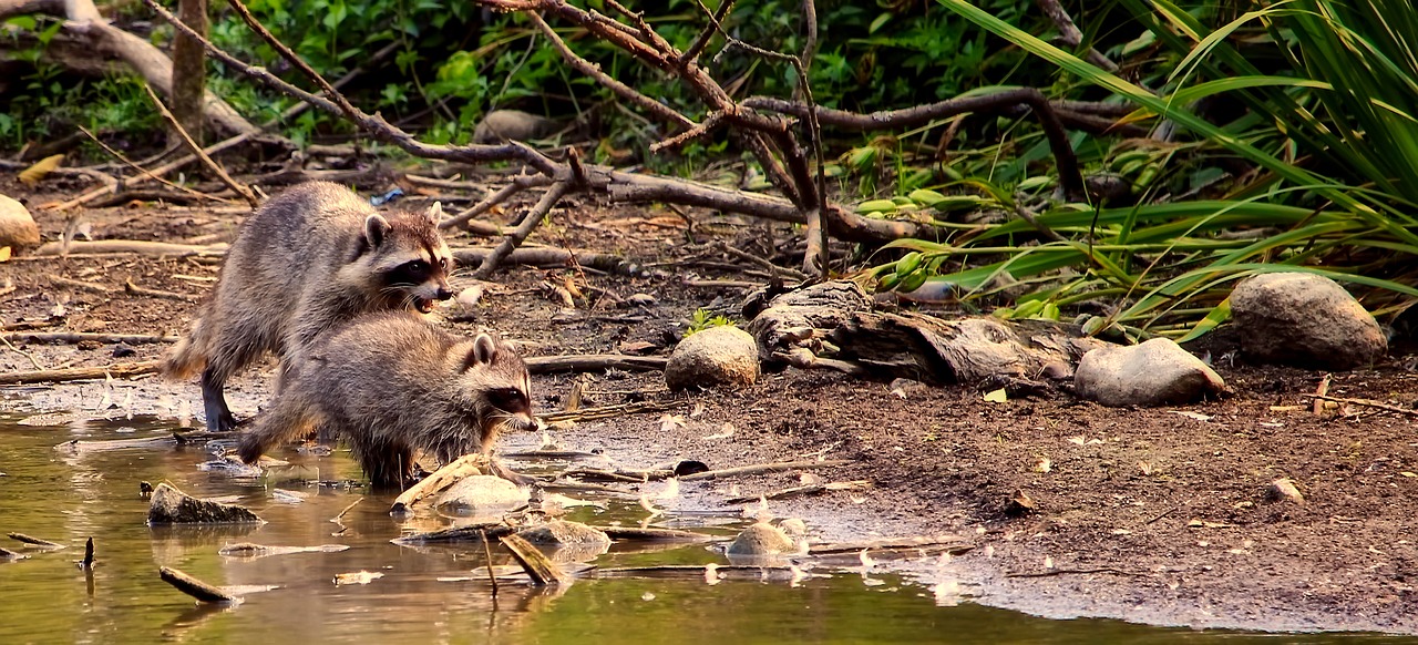 lake water raccoon free photo