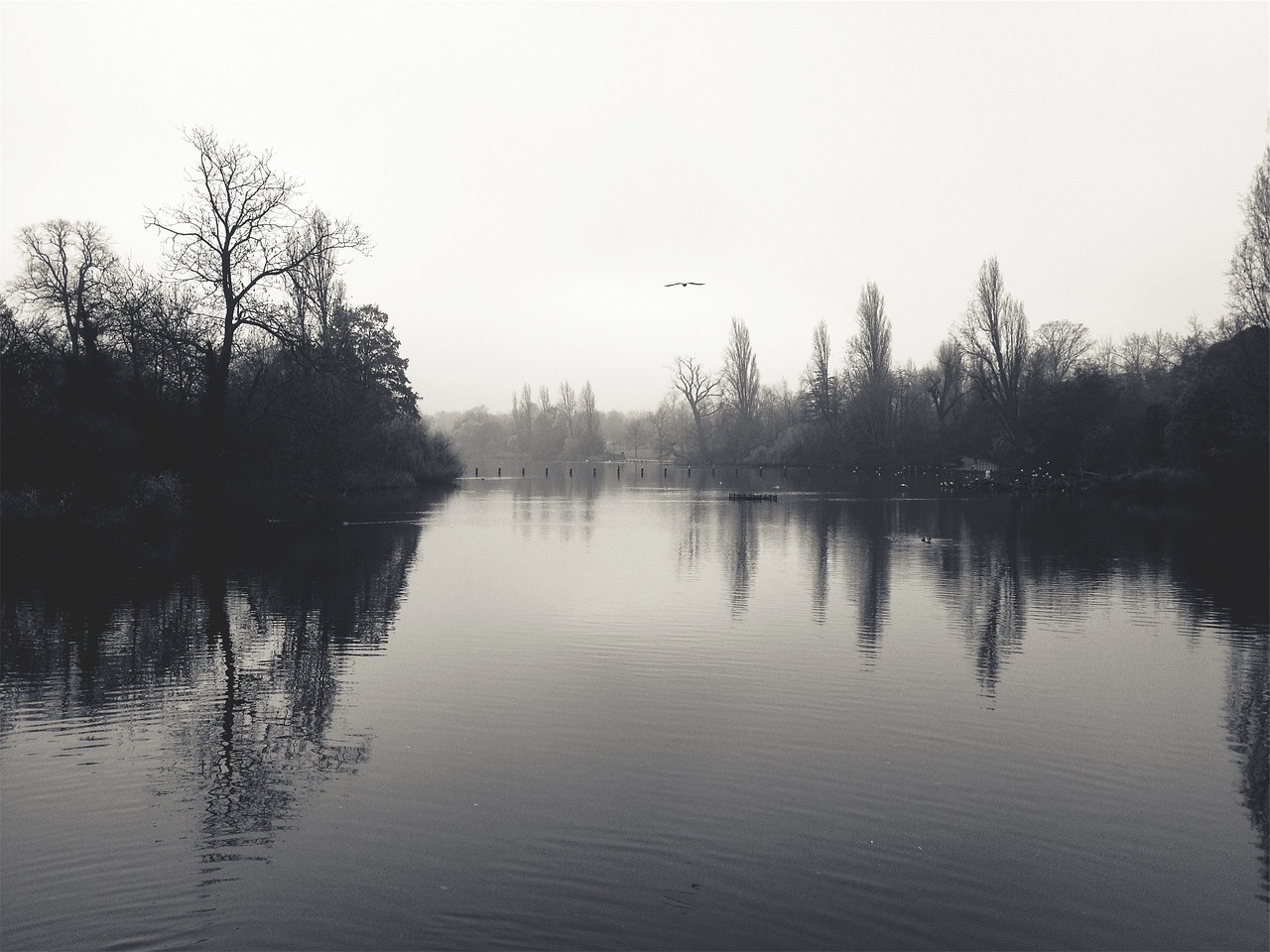 lake water birds free photo