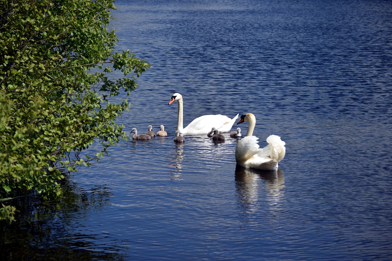 lake swan swans free photo