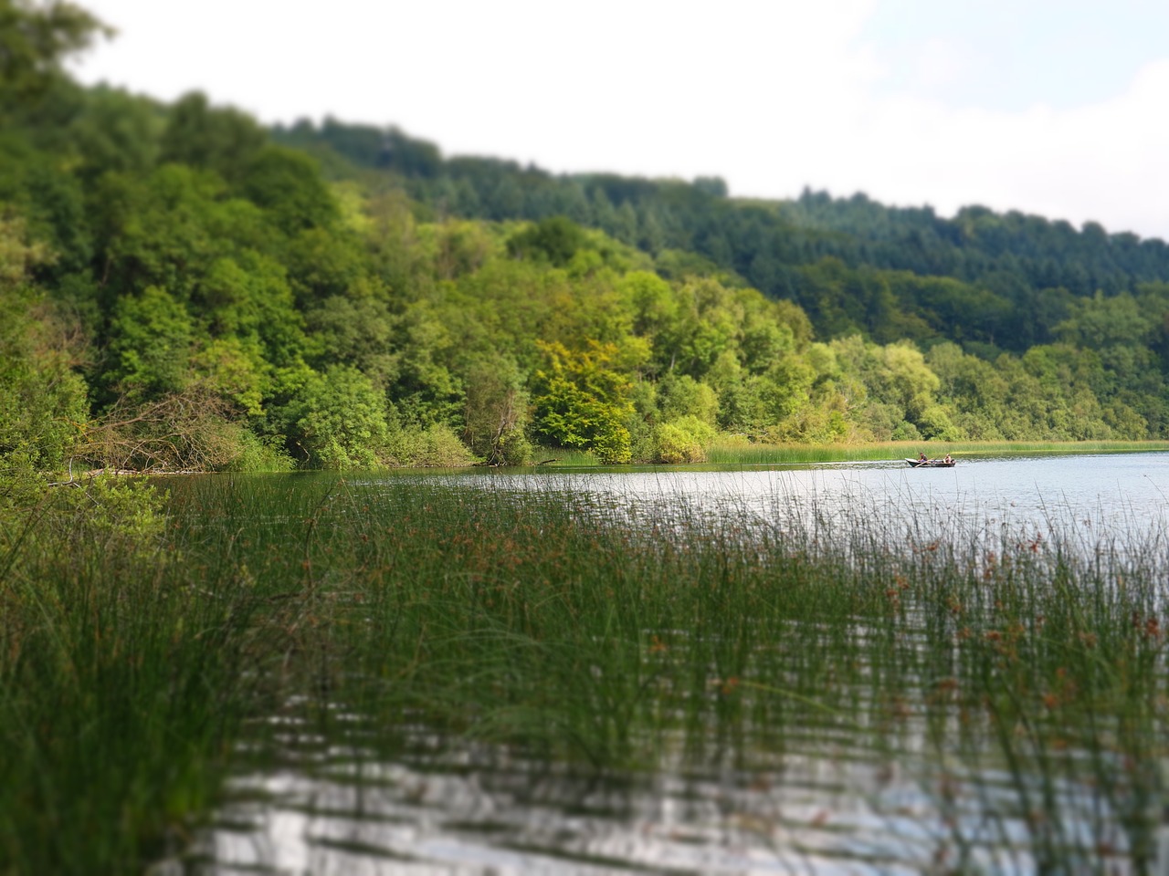 lake reed bank free photo