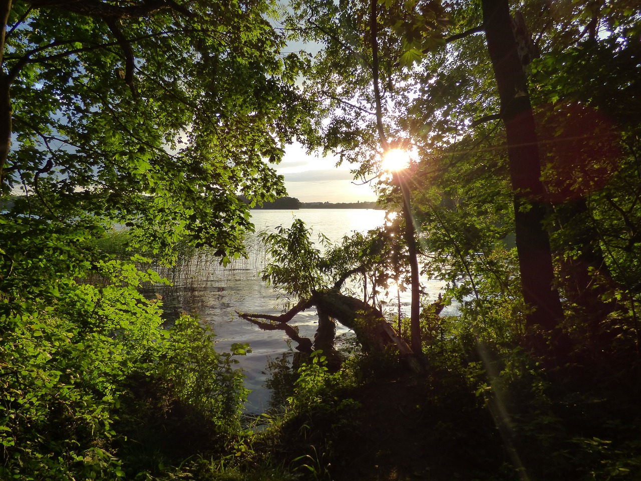 lake trees nature free photo