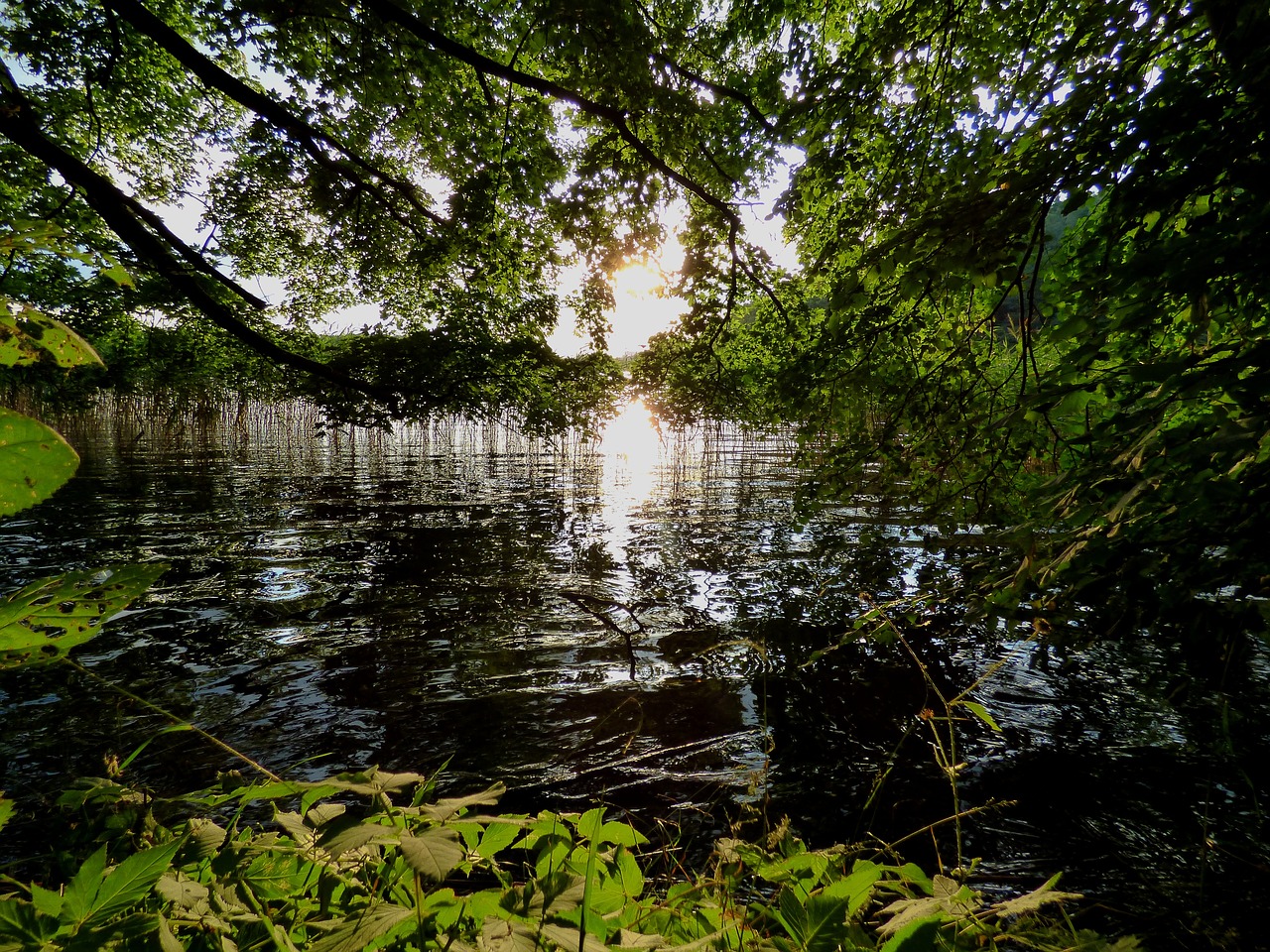 lake green water free photo