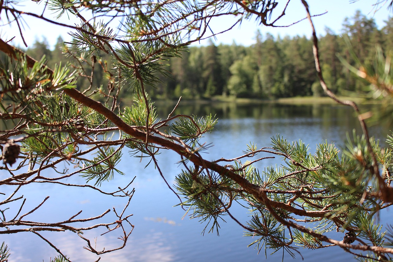 lake sweden branch free photo