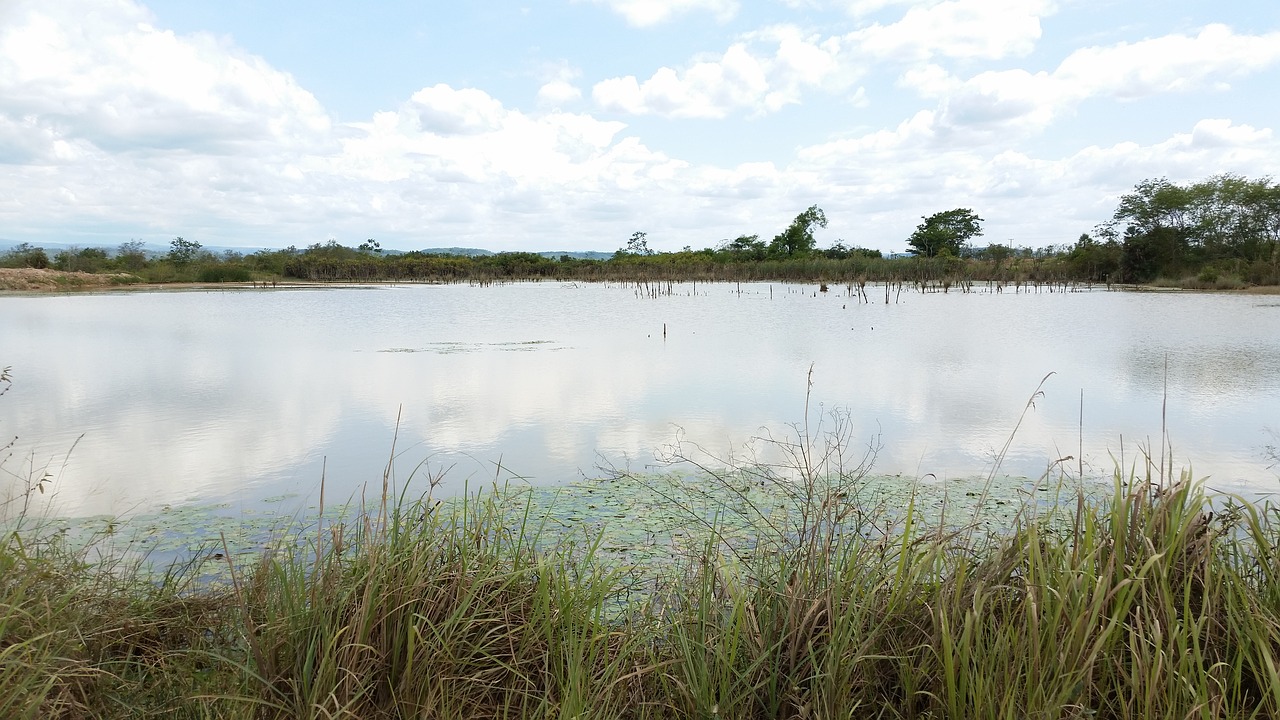 lake swamp scenery free photo