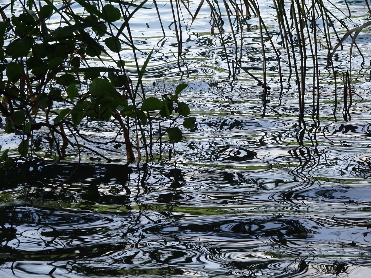 lake bank wave free photo