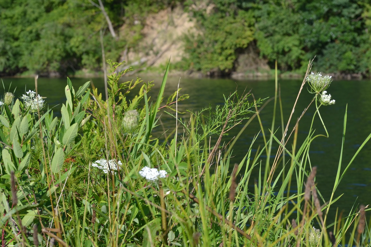 lake grass foliage free photo