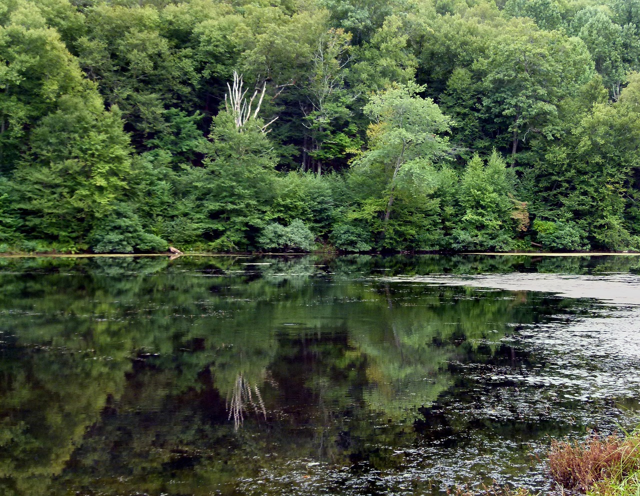 lake weeds forest free photo