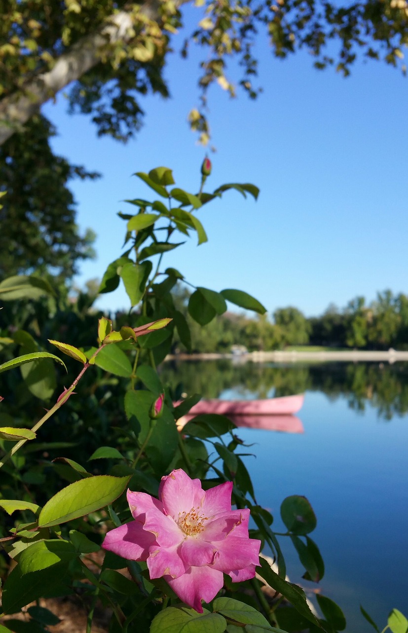 lake canoe flower free photo