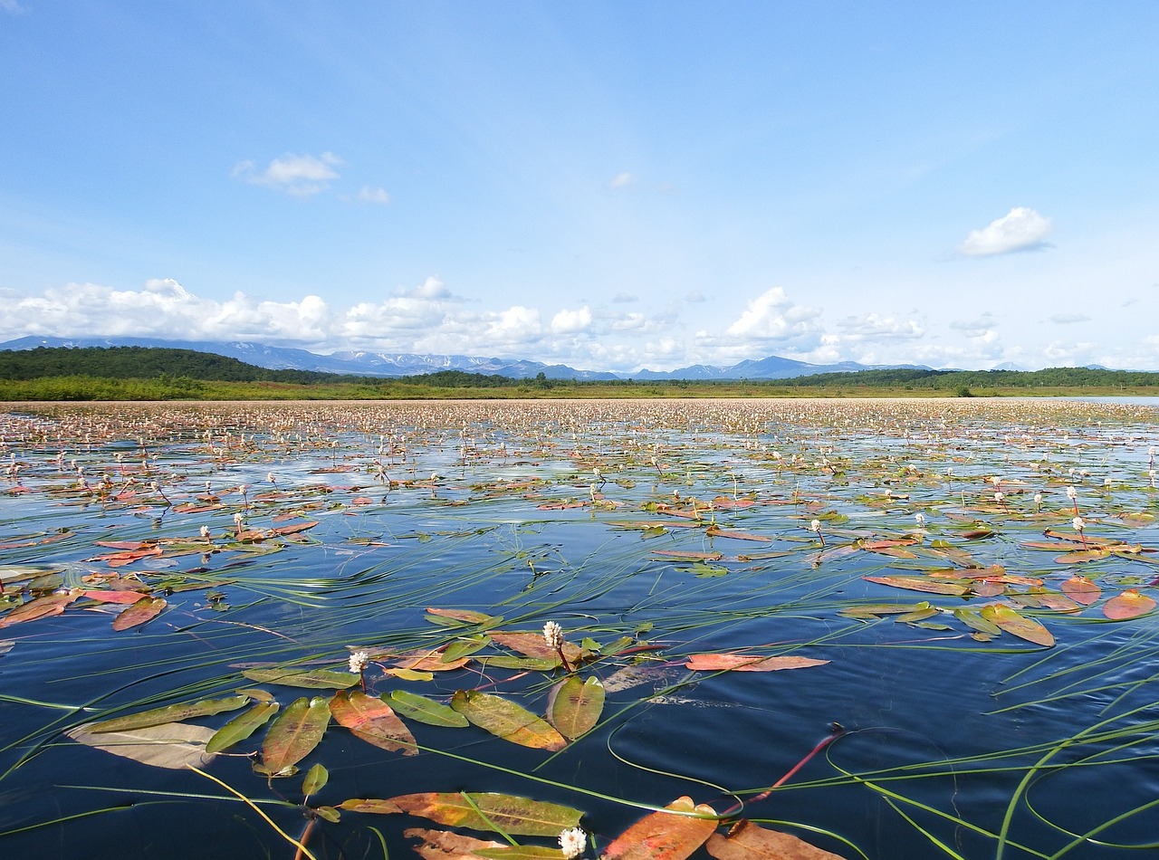 lake autumn weed free photo