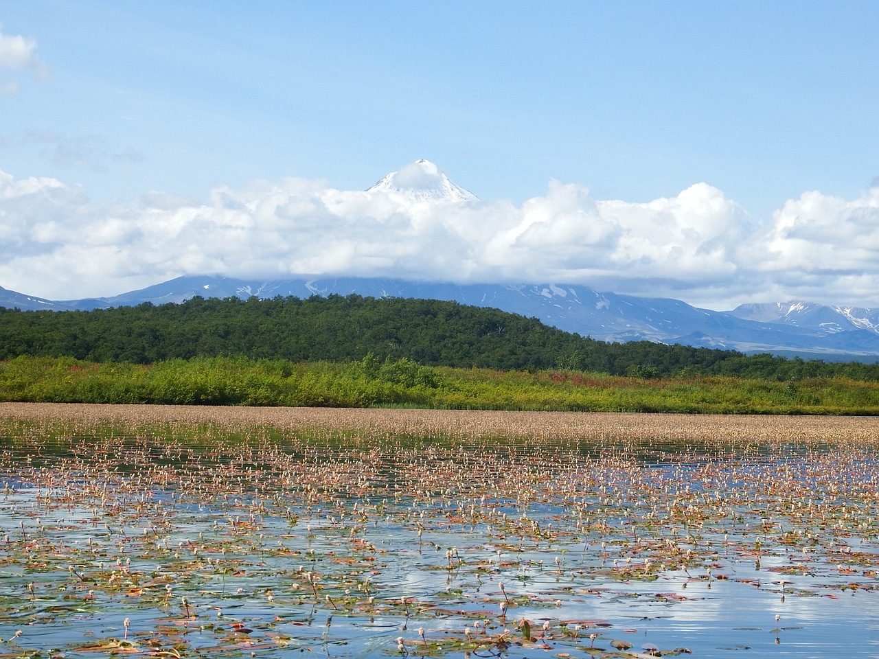 lake autumn weed free photo