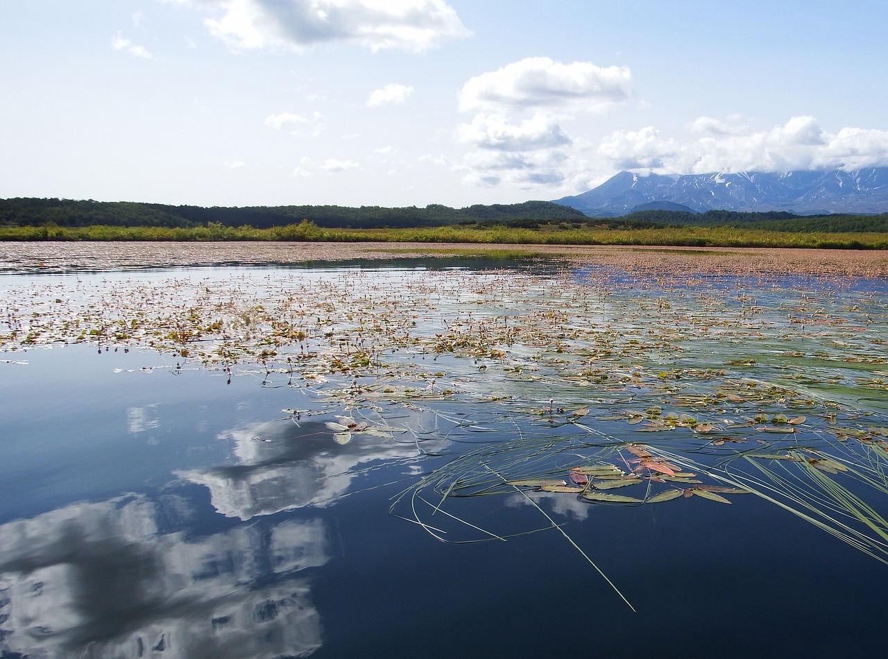 lake autumn weed free photo