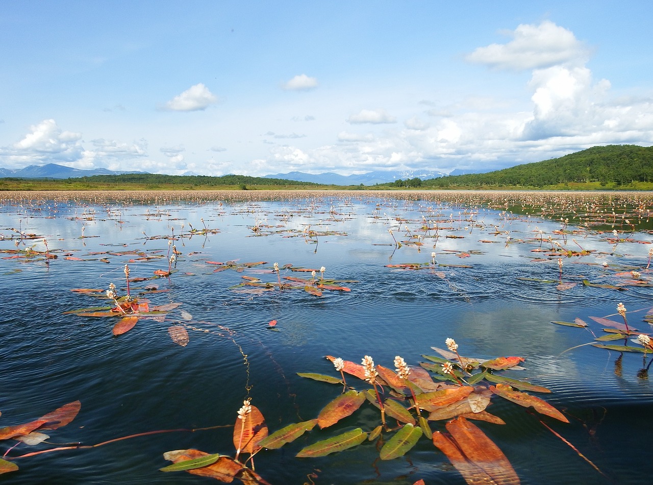 lake autumn weed free photo