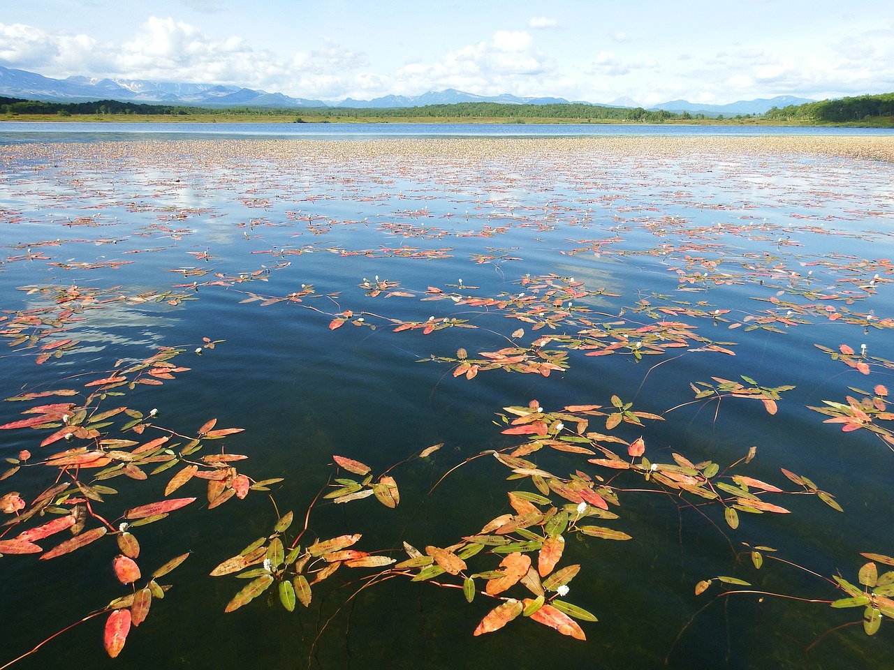 lake autumn weed free photo