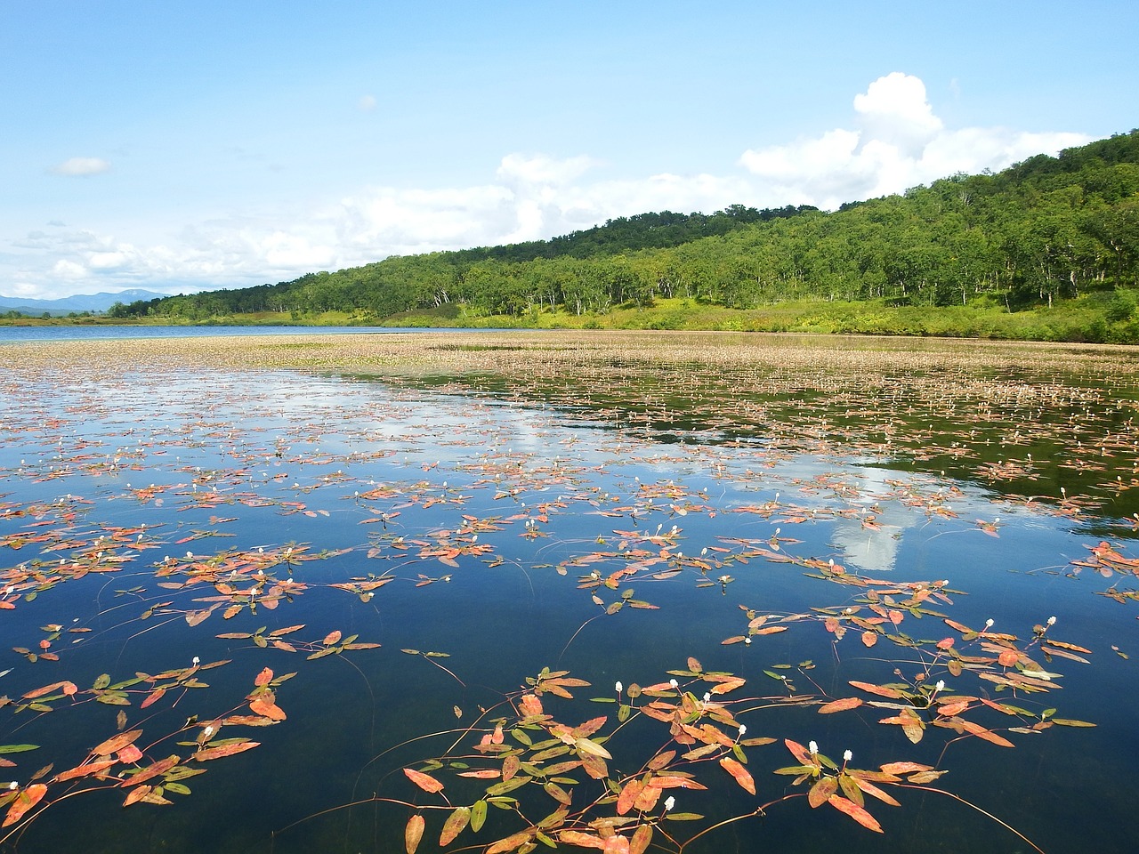 lake autumn weed free photo