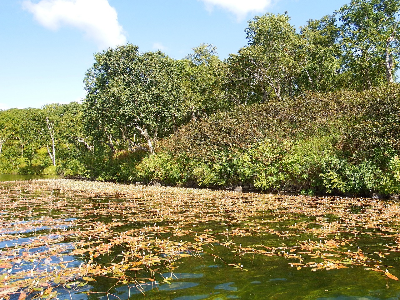 lake forest trees free photo