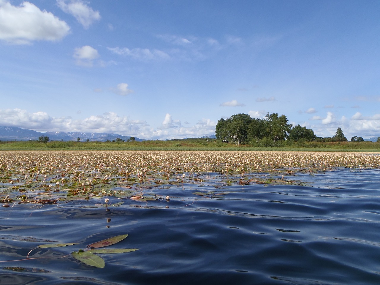 lake autumn weed free photo