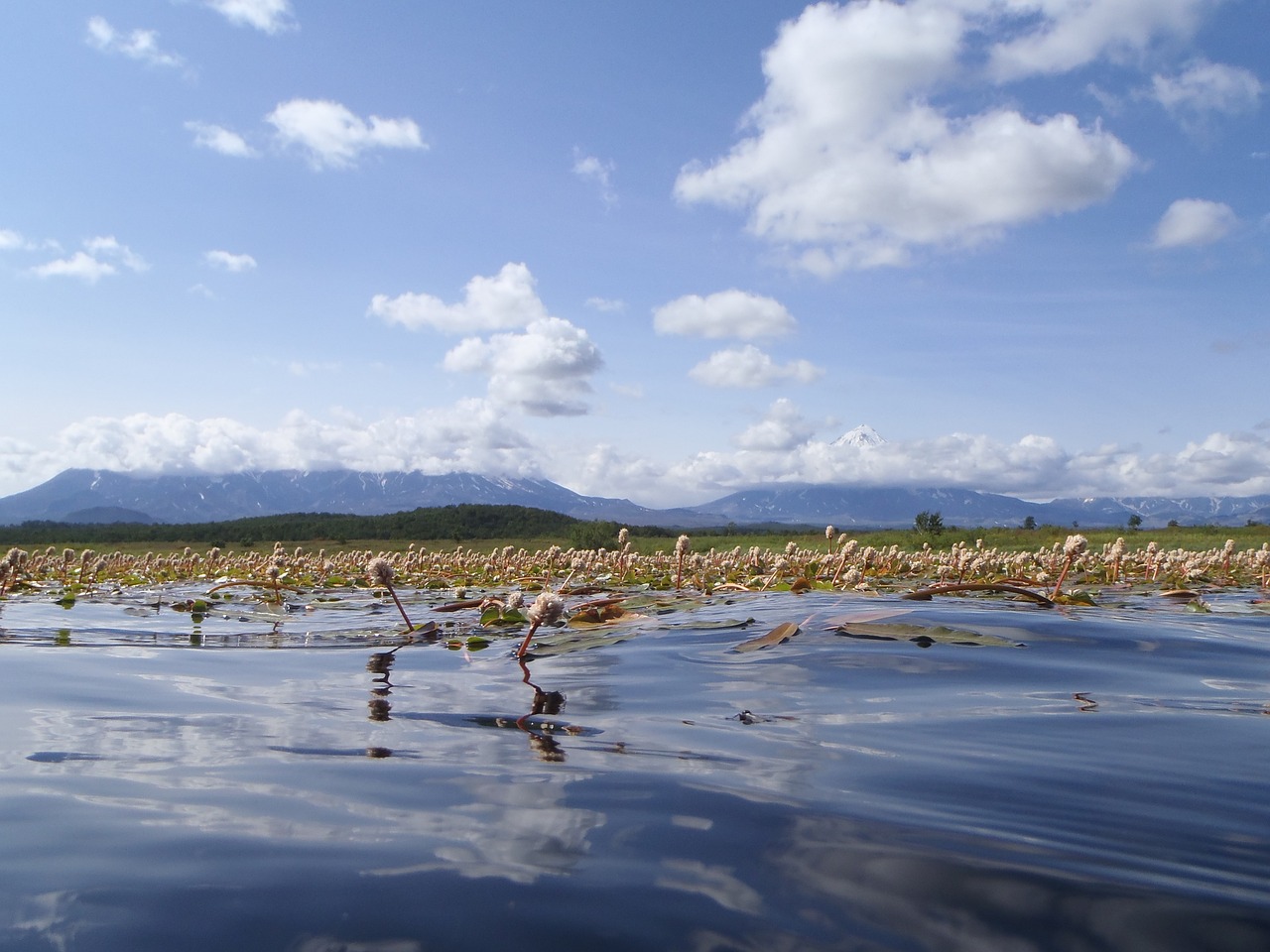 lake autumn weed free photo