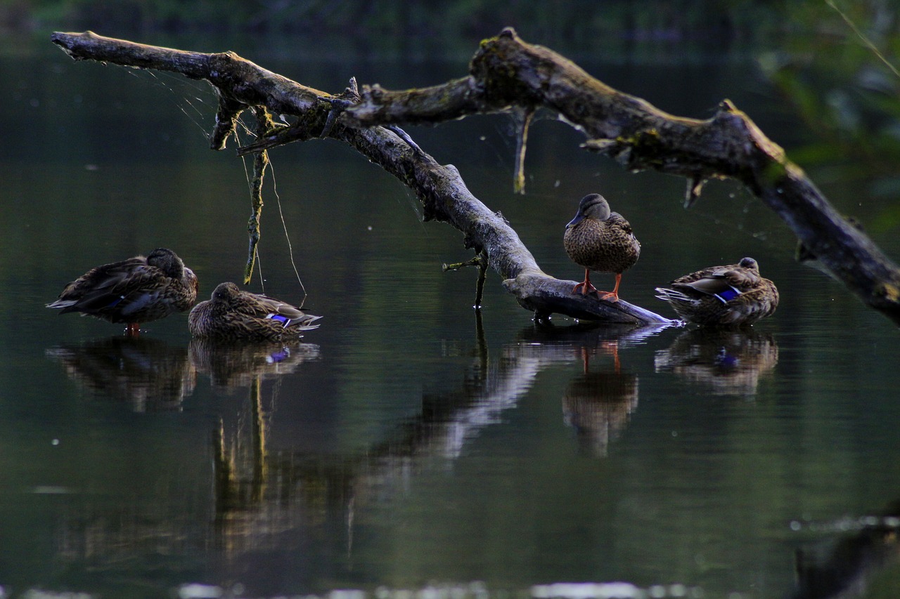 lake ducks nature free photo