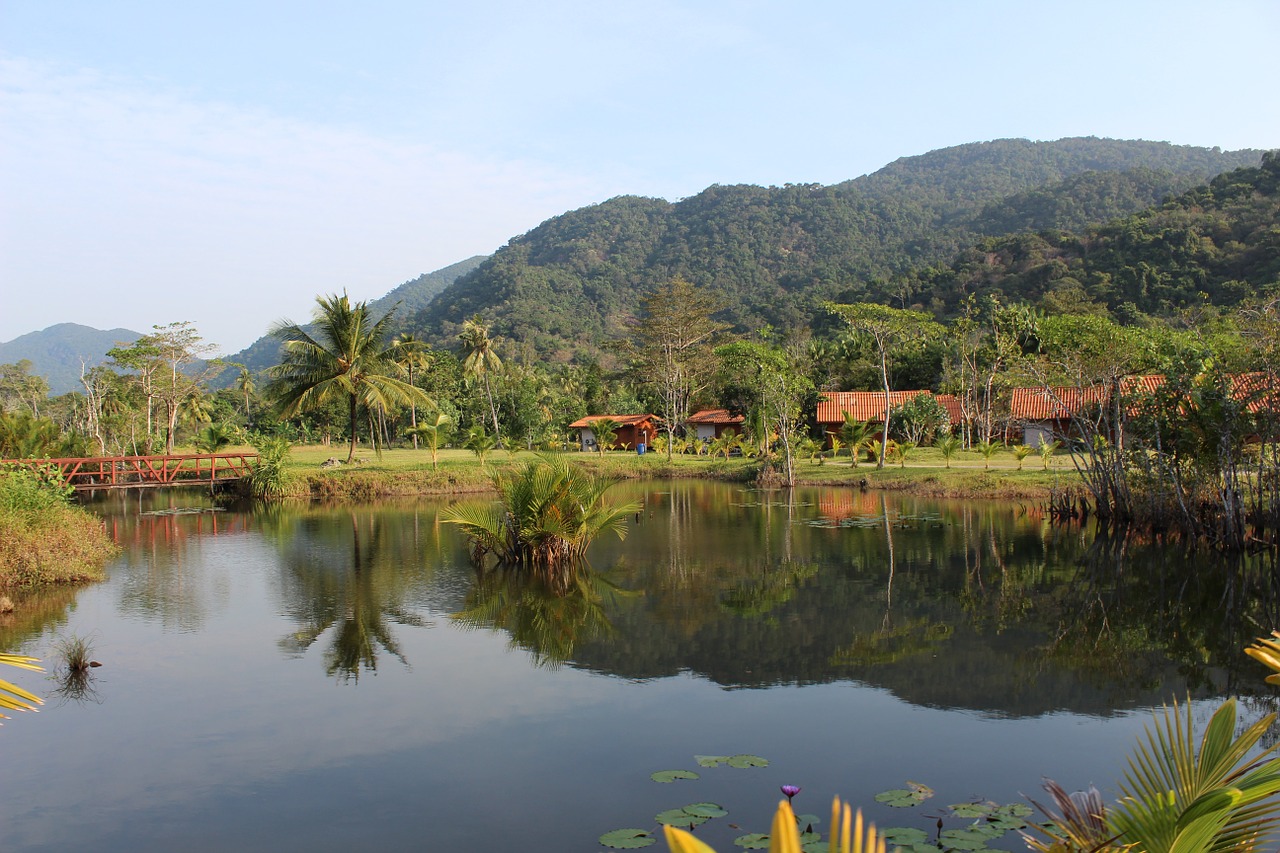 lake rain forest palm trees free photo