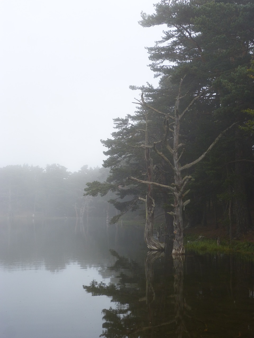 lake fog stump free photo