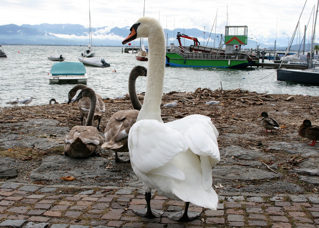 lake young swans family free photo