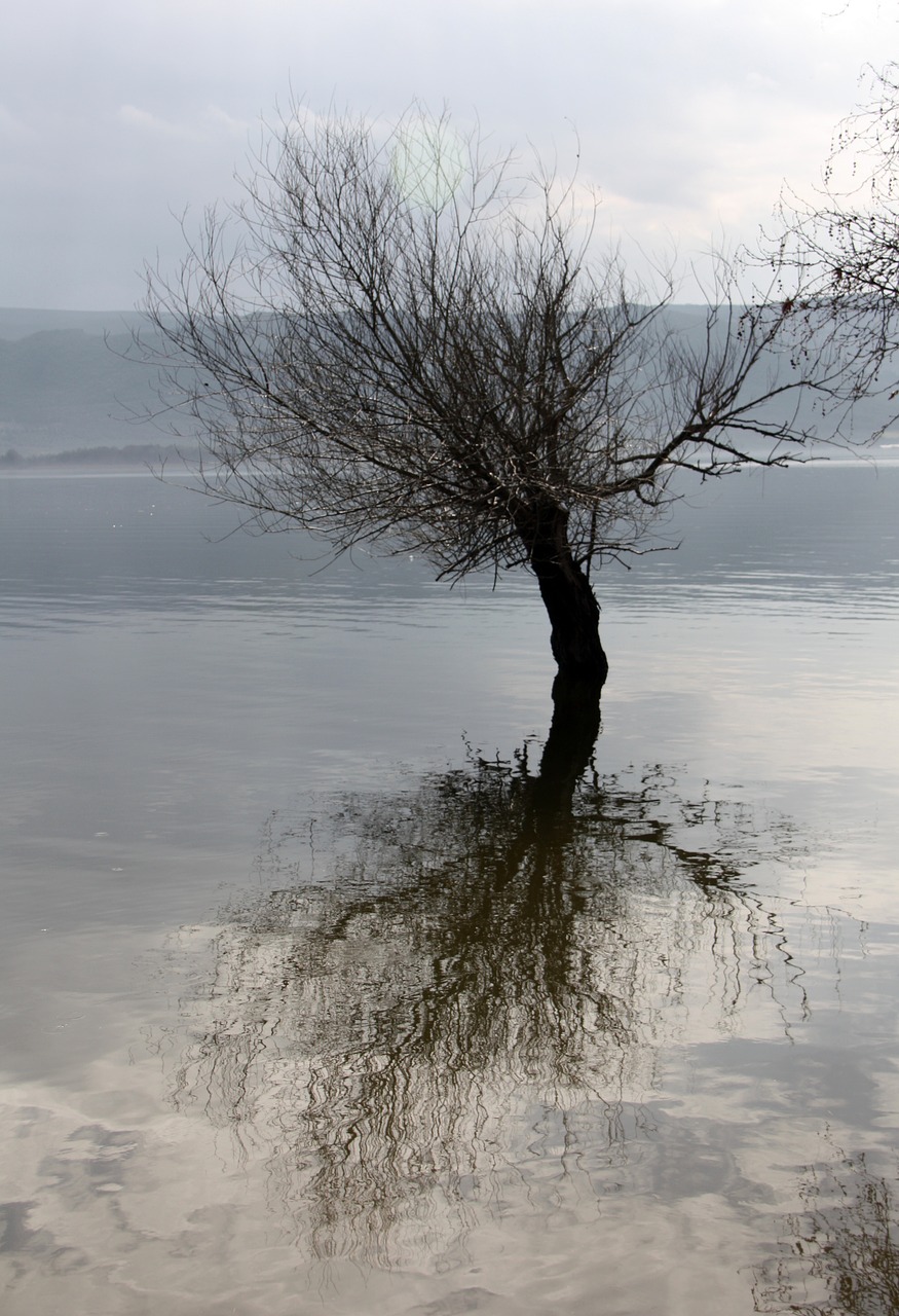 lake tree reflection free photo