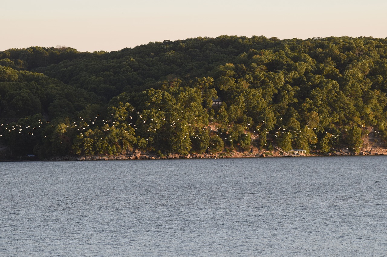 lake shore trees free photo