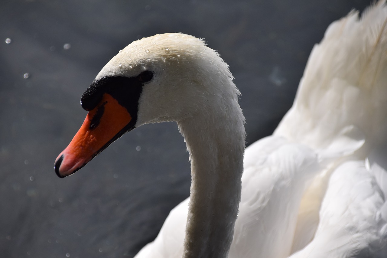 lake summer swan free photo