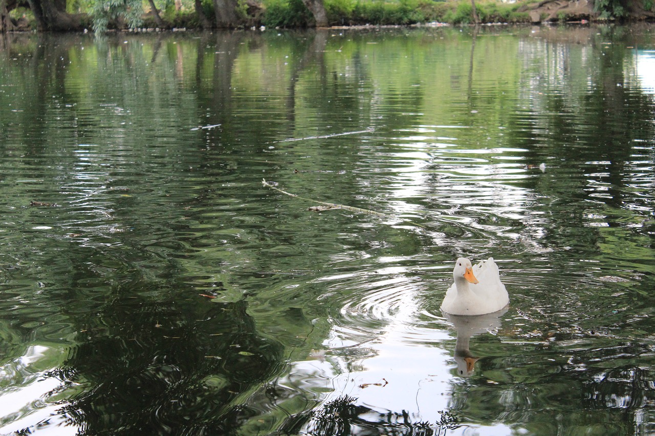 lake duck water free photo